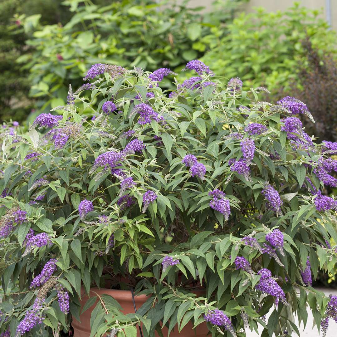 Lo & Behold Purple Haze Buddleia in large terracotta decorative pot